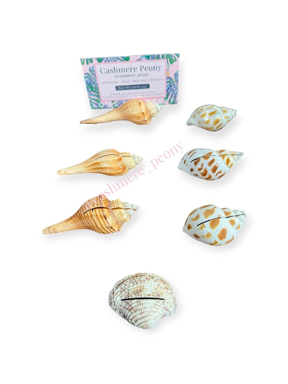 Real Seashell Place Card Holder Set of 7
